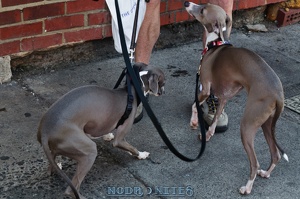 005656 2012 04 29 NoDa Nites