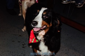 009024 2012 12 08 NoDa Nites