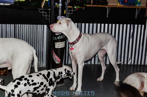 009031 2012 12 08 NoDa Nites