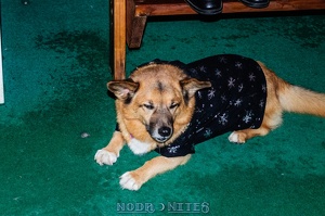 009040 2012 12 08 NoDa Nites