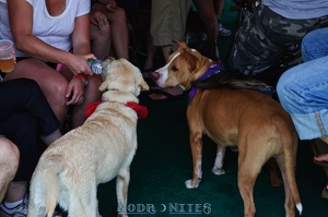 005843 2012 04 29 NoDa Nites