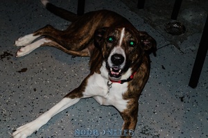 009006 2012 12 08 NoDa Nites